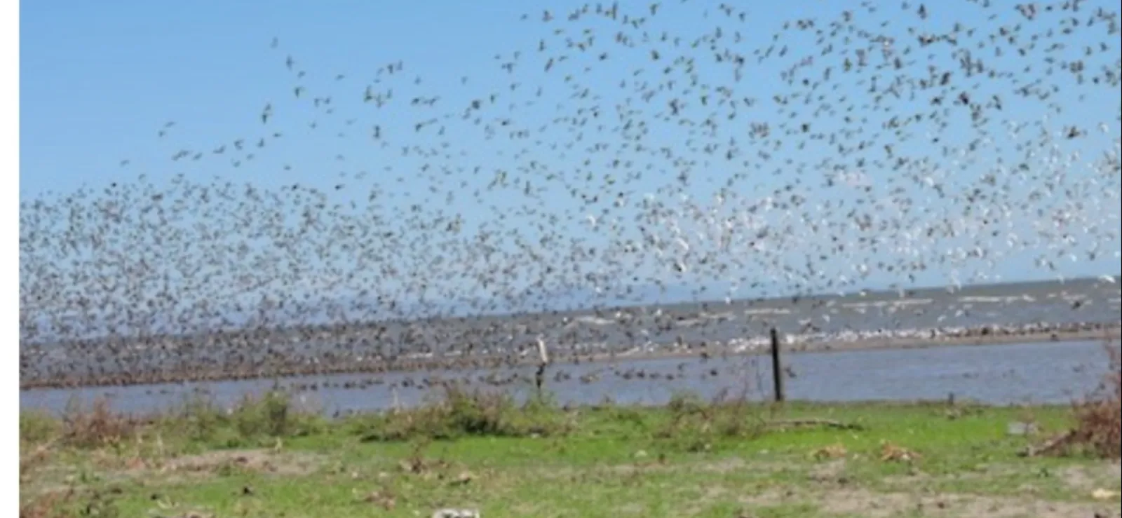 Legendary Dove Hunting