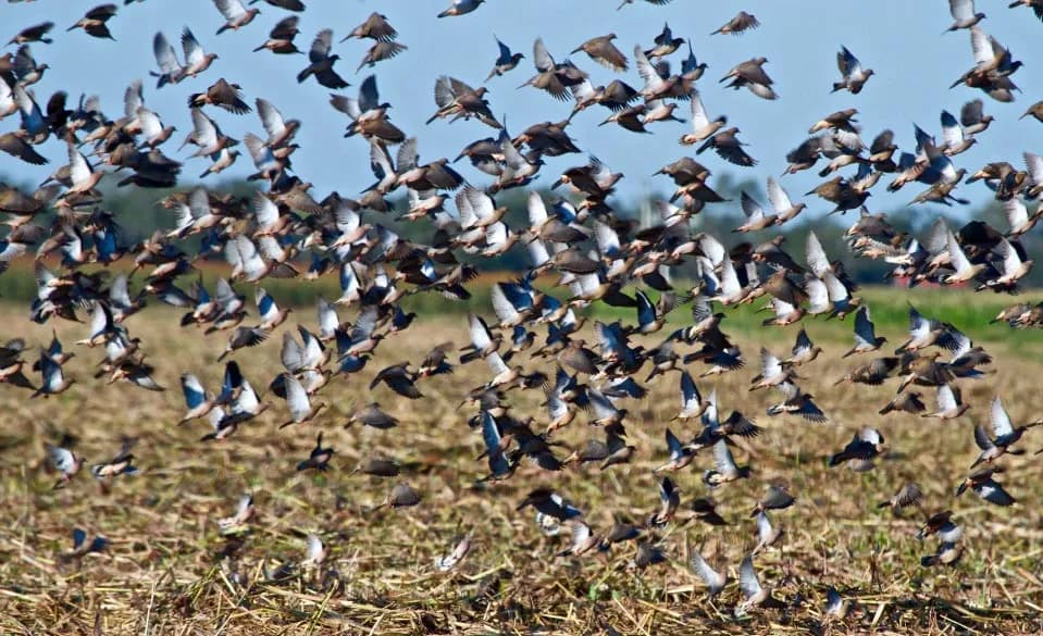 Dove Hunting
