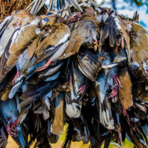 Dove Hunting