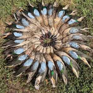 Dove & Duck Hunting